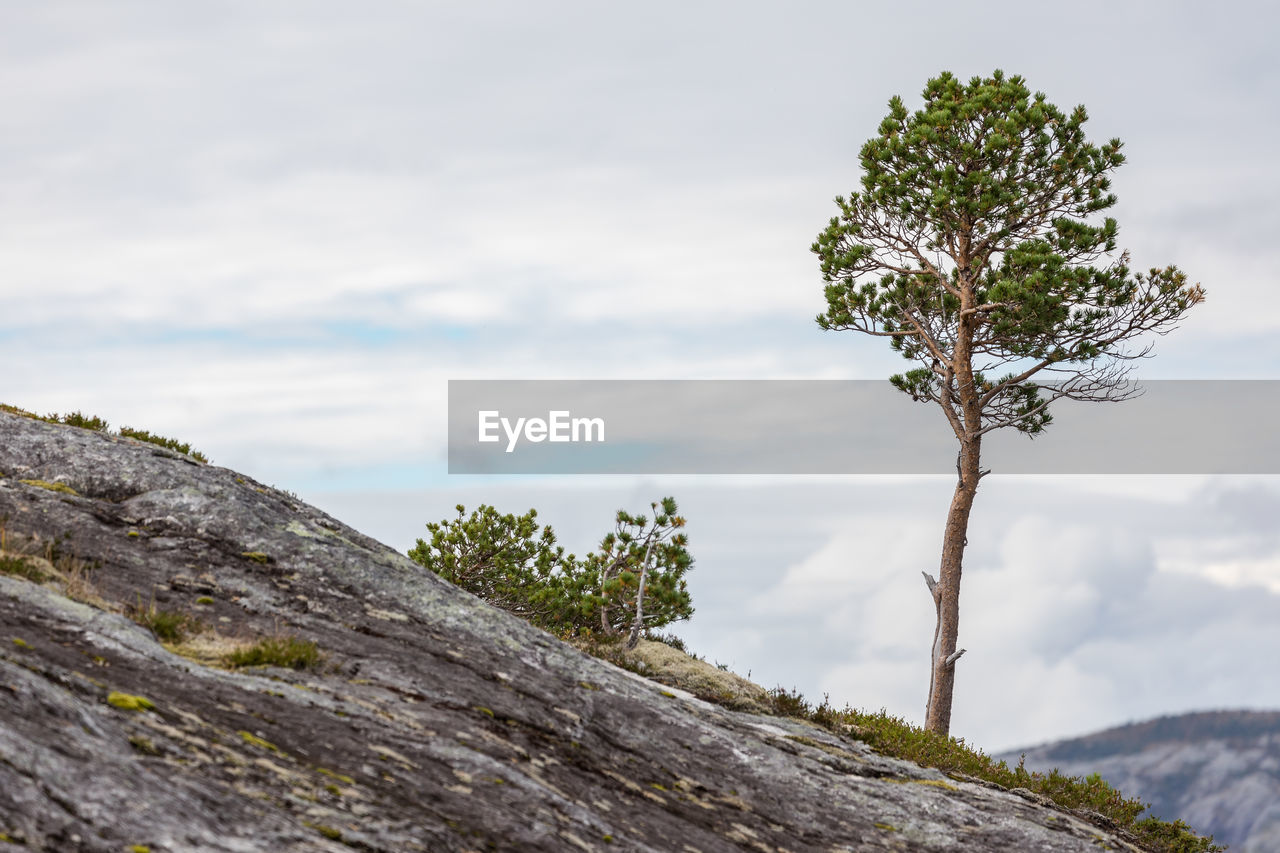 Tree against sky