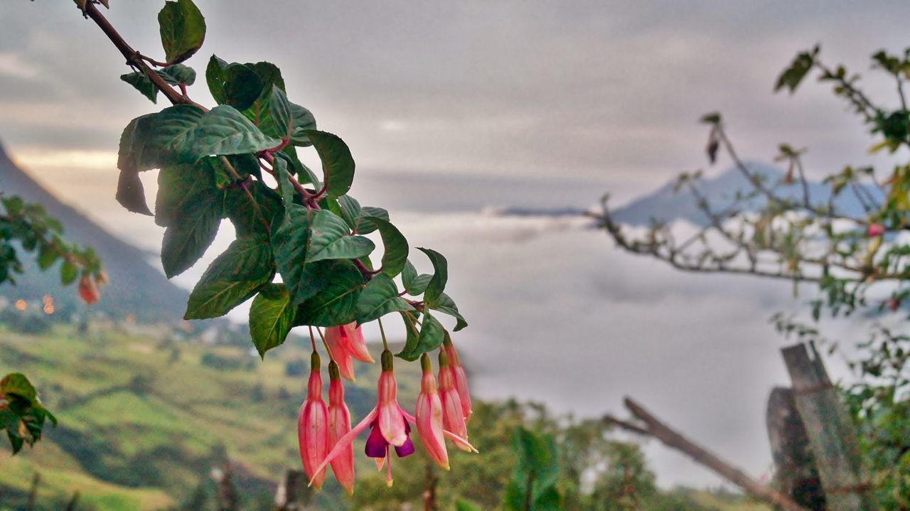 Low angle view of flowers growing in field against cloudy sky