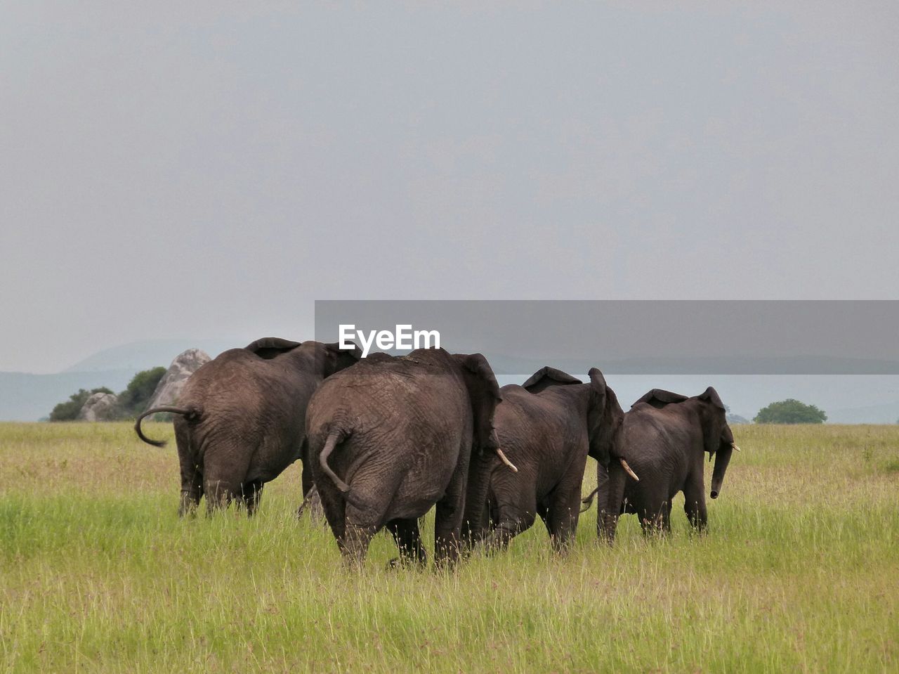 Elephants on field against clear sky