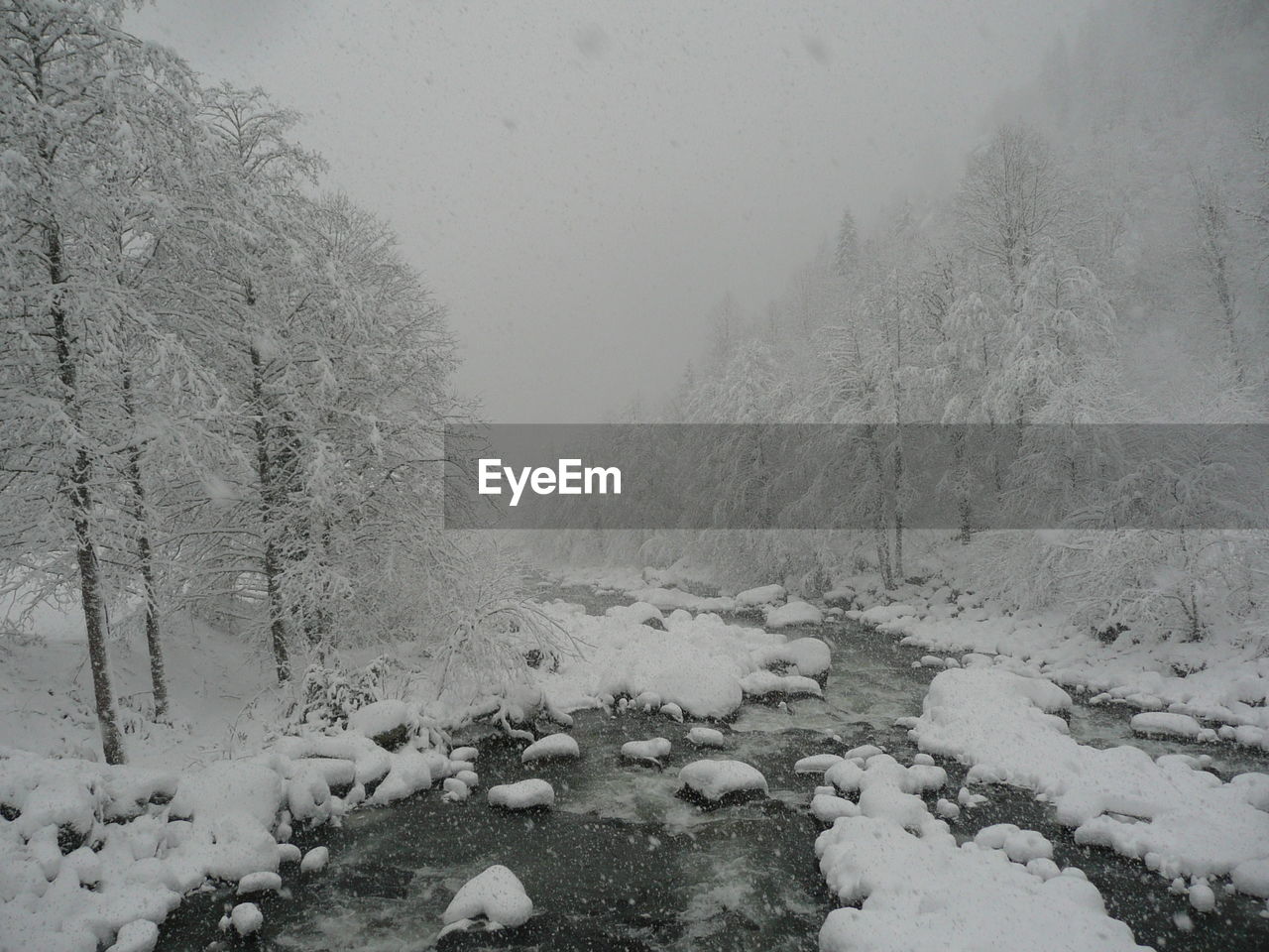 SNOW COVERED LAND AND TREES