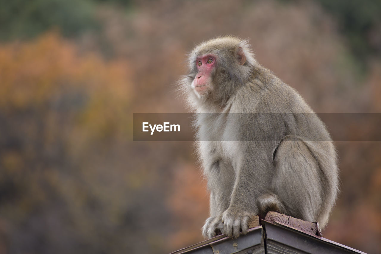 Close-up of monkey sitting on metal