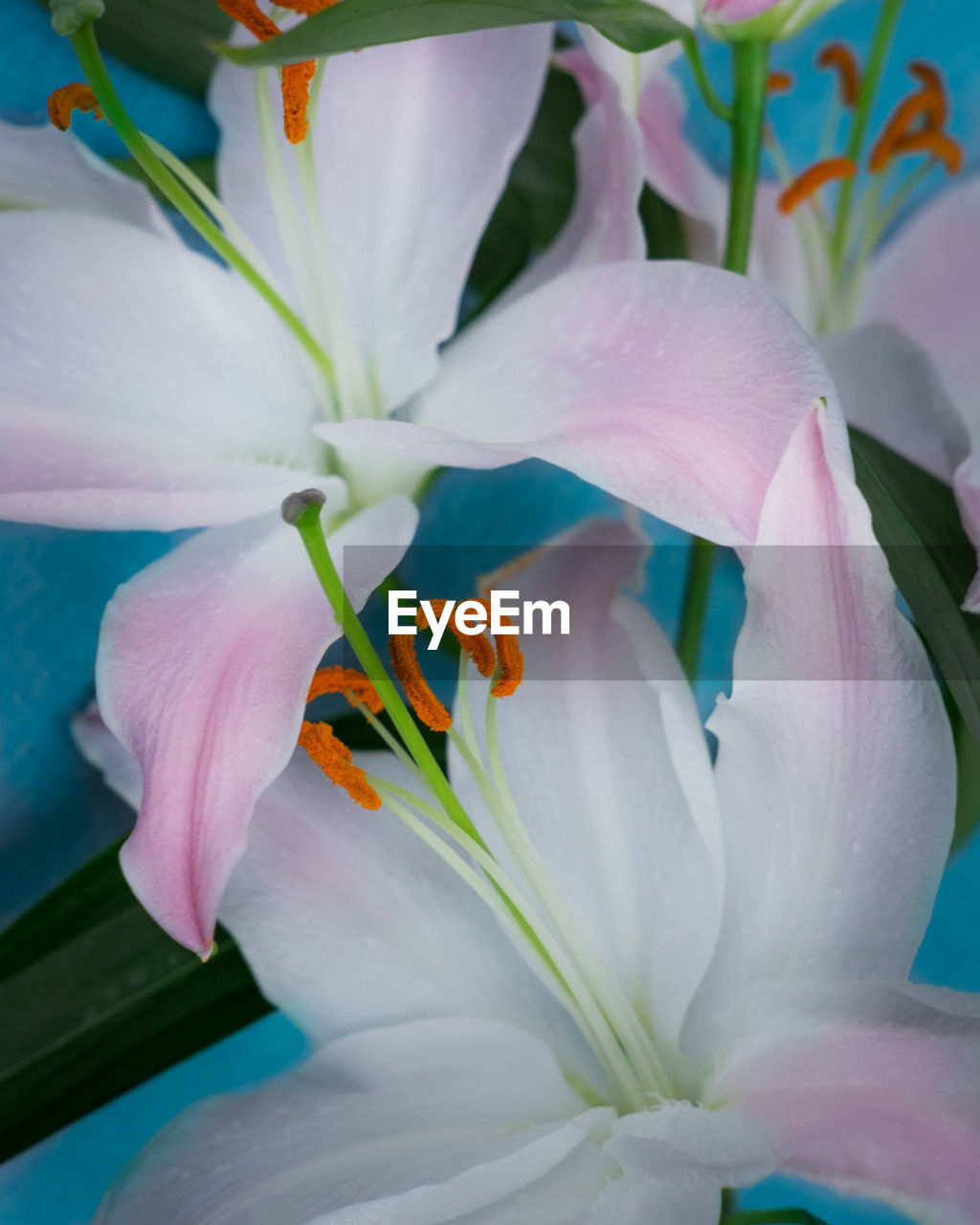 Close-up of day lily blooming outdoors