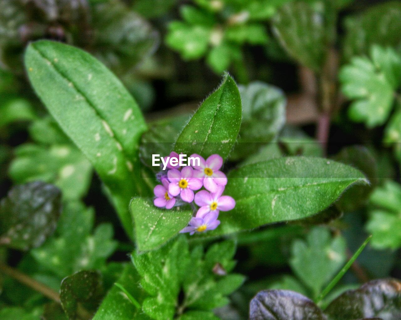 CLOSE-UP OF FLOWERS