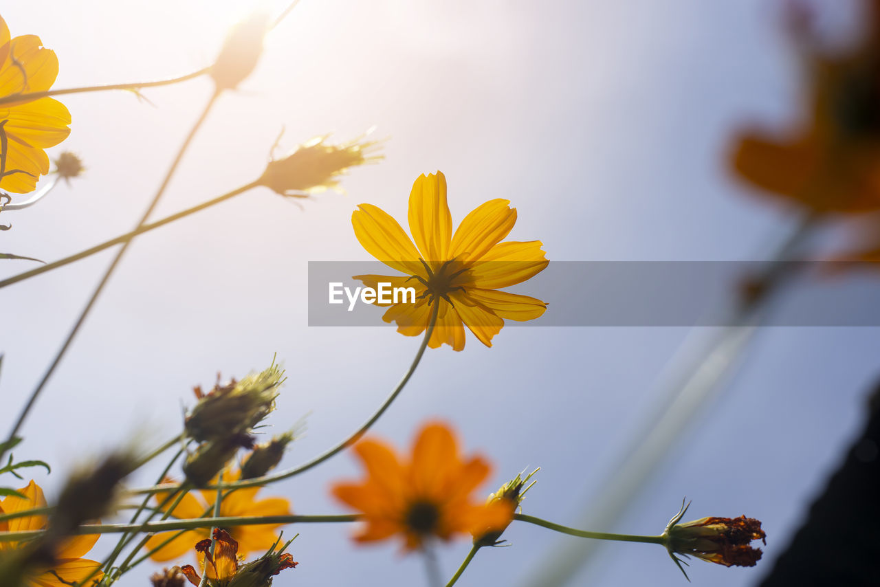 CLOSE-UP OF YELLOW COSMOS FLOWERS