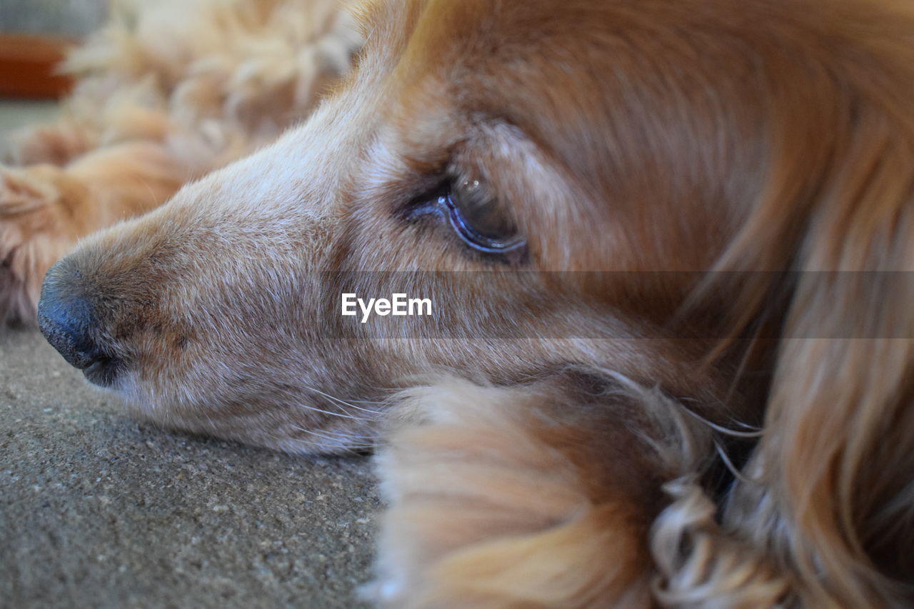 CLOSE-UP OF DOG WITH MOUTH OPEN