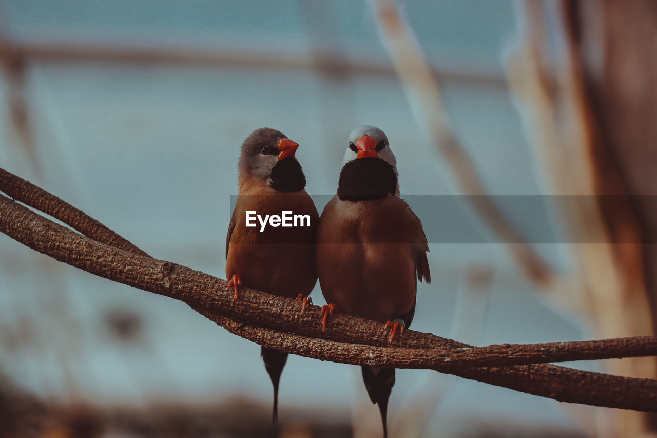 BIRDS PERCHING ON BRANCH