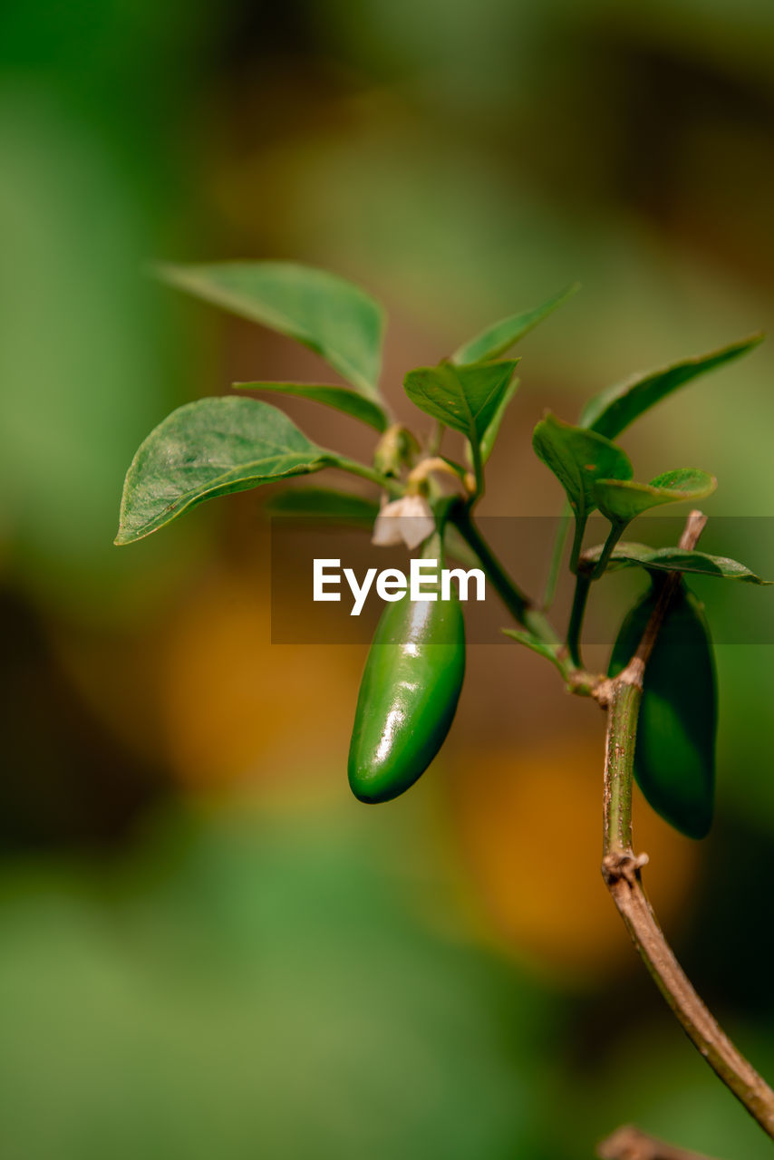 Close-up of jalenpeno pepper growing on plant