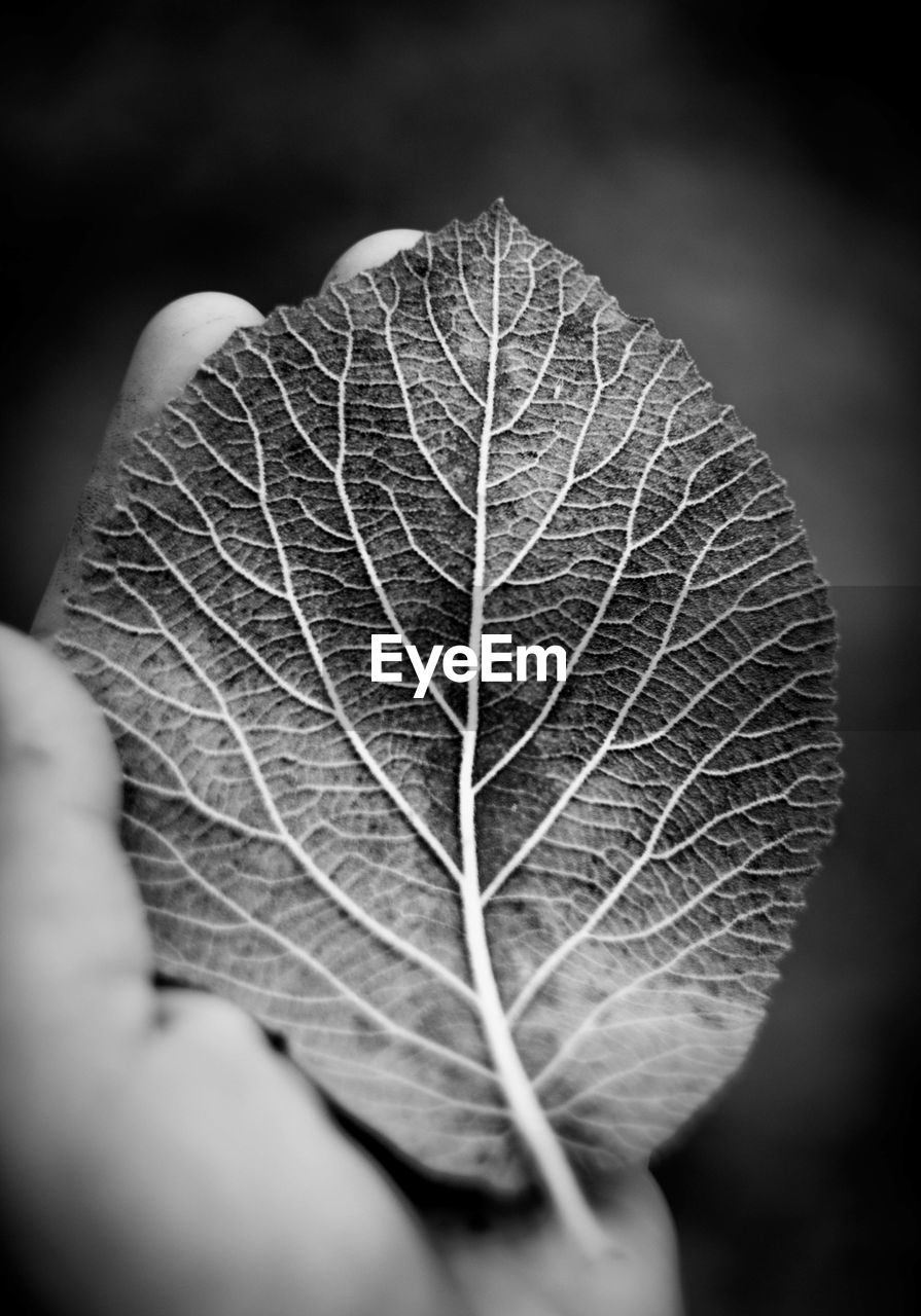 CLOSE-UP OF AUTUMN LEAF