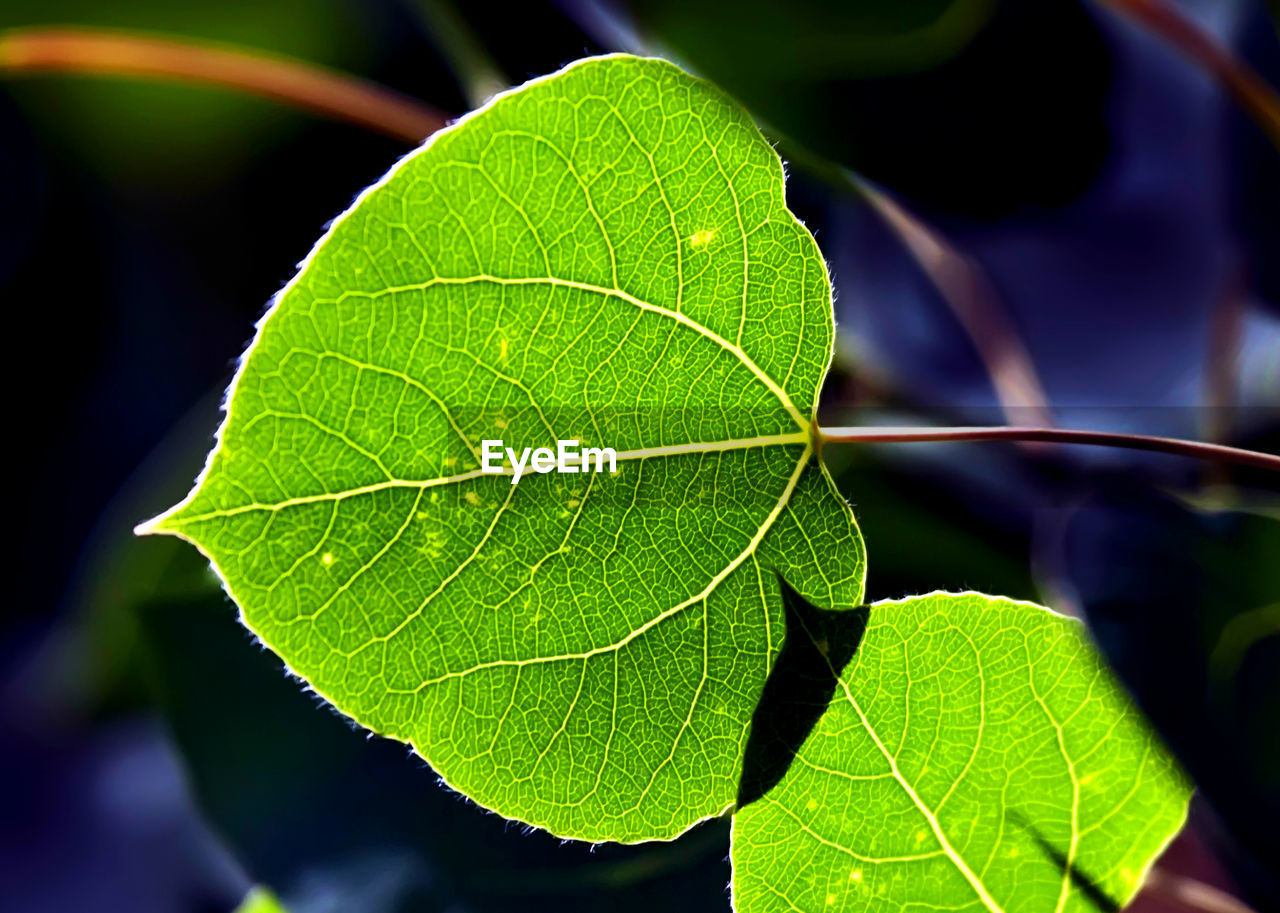 CLOSE-UP OF LEAVES