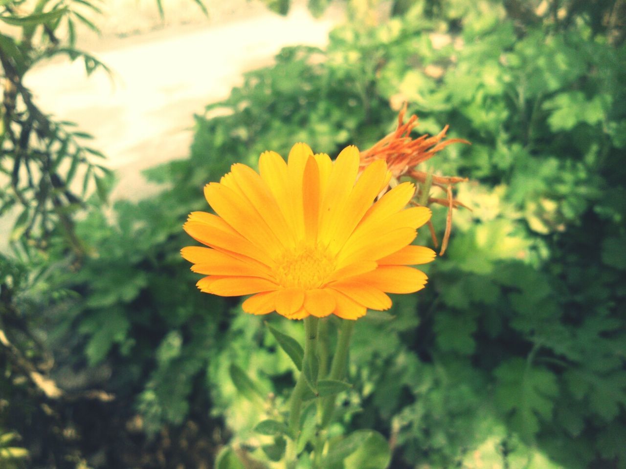 Close-up of orange pot marigold flower