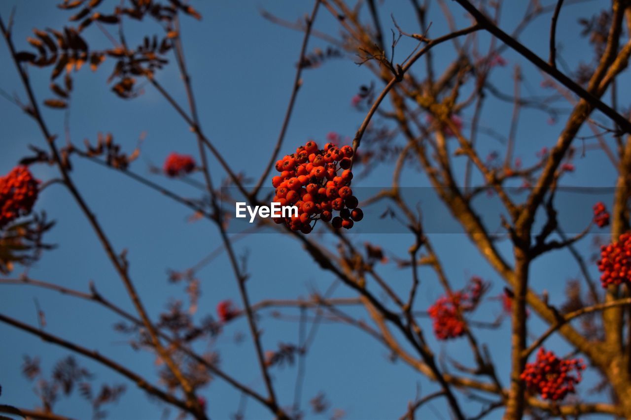 LOW ANGLE VIEW OF BERRIES ON TREE