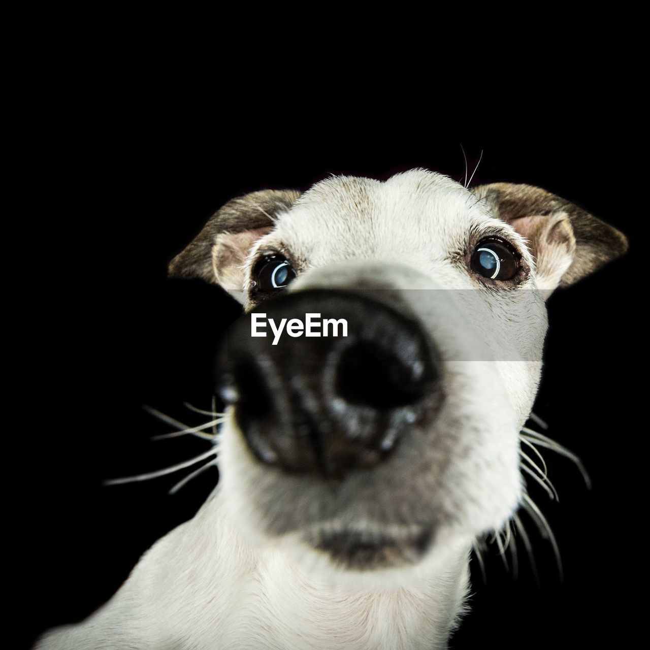 Close-up of dog against black background