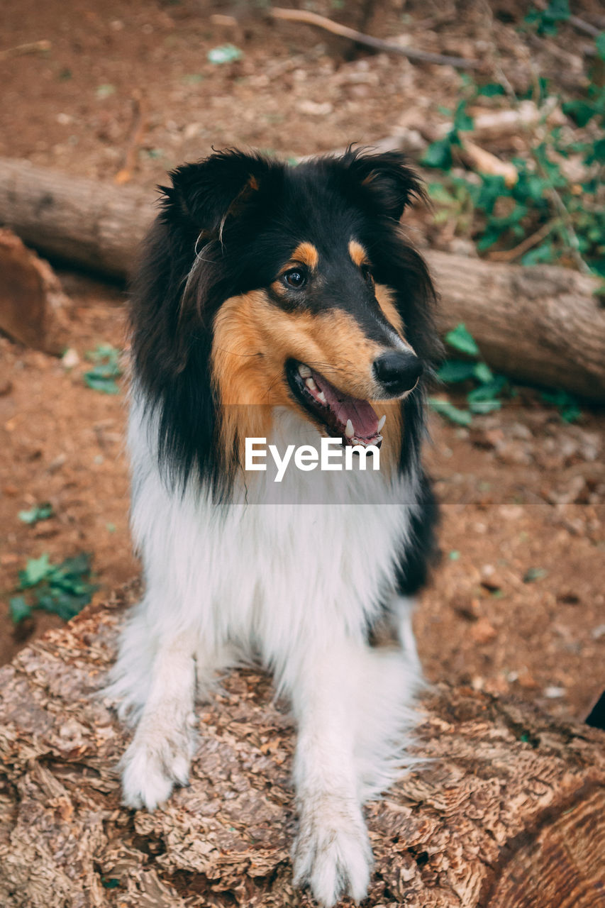 High angle view of dog looking away