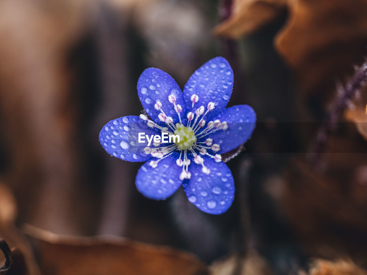 CLOSE-UP OF PURPLE FLOWERING PLANTS
