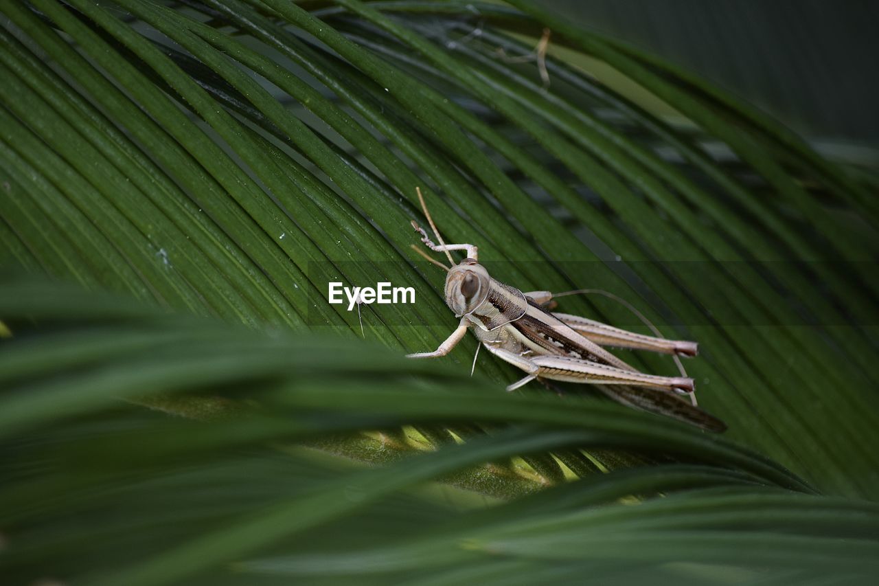 Close-up of grasshopper on leaf