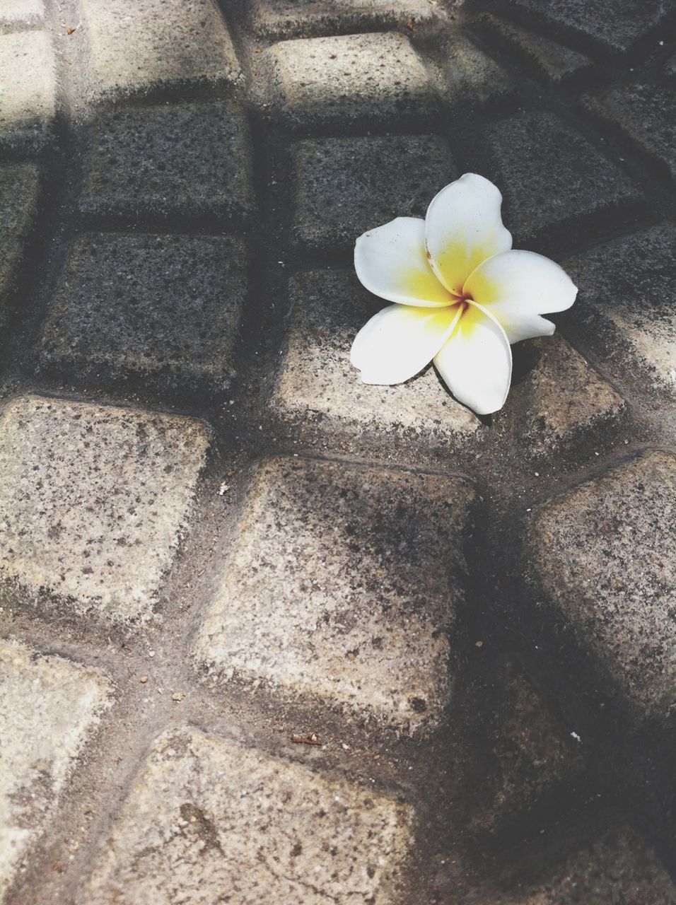 CLOSE-UP OF WHITE FLOWERS ON THE WALL