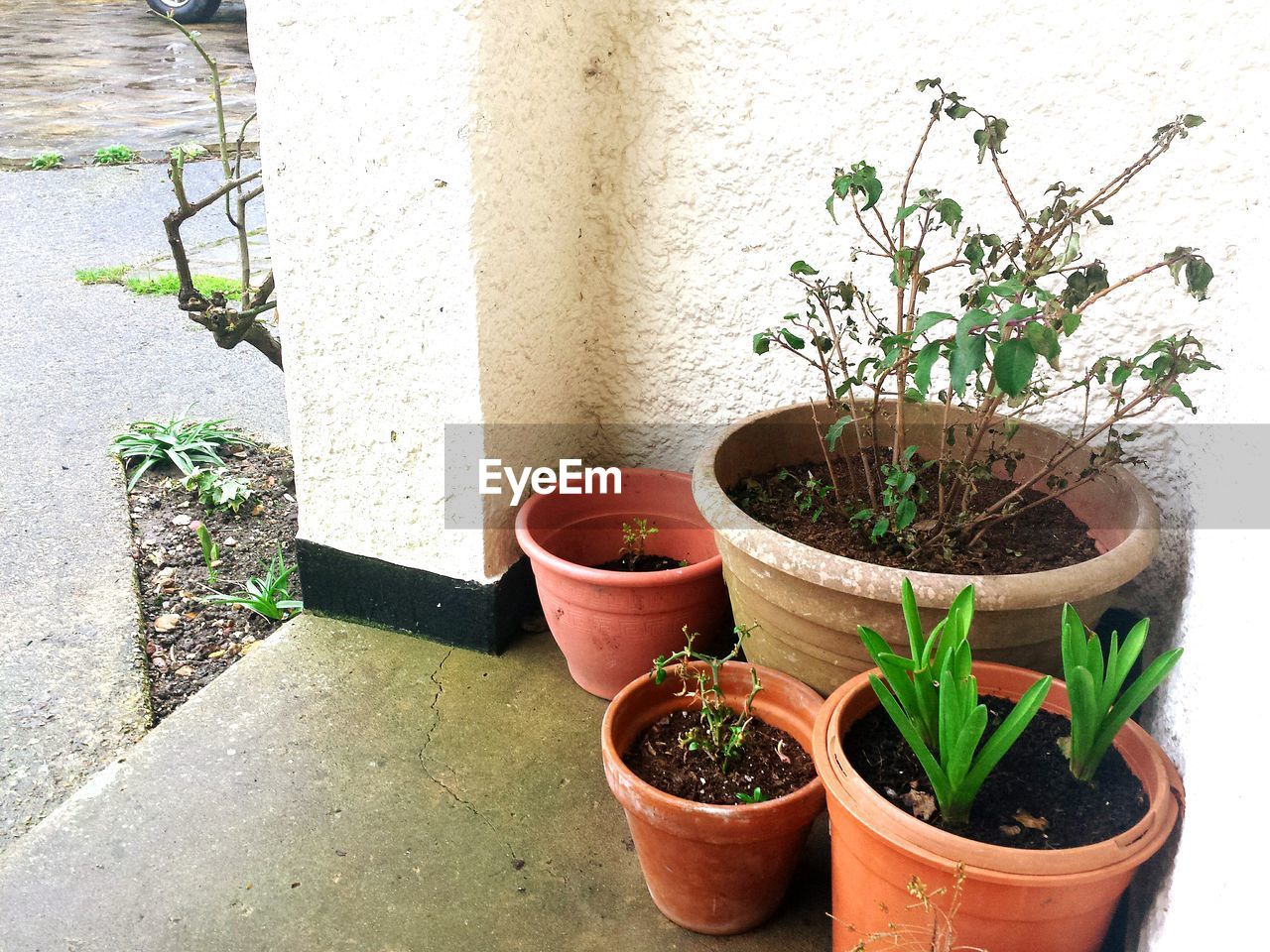 High angle view of potted plant by wall