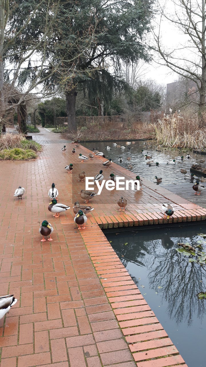 HIGH ANGLE VIEW OF BIRDS ON LAKE