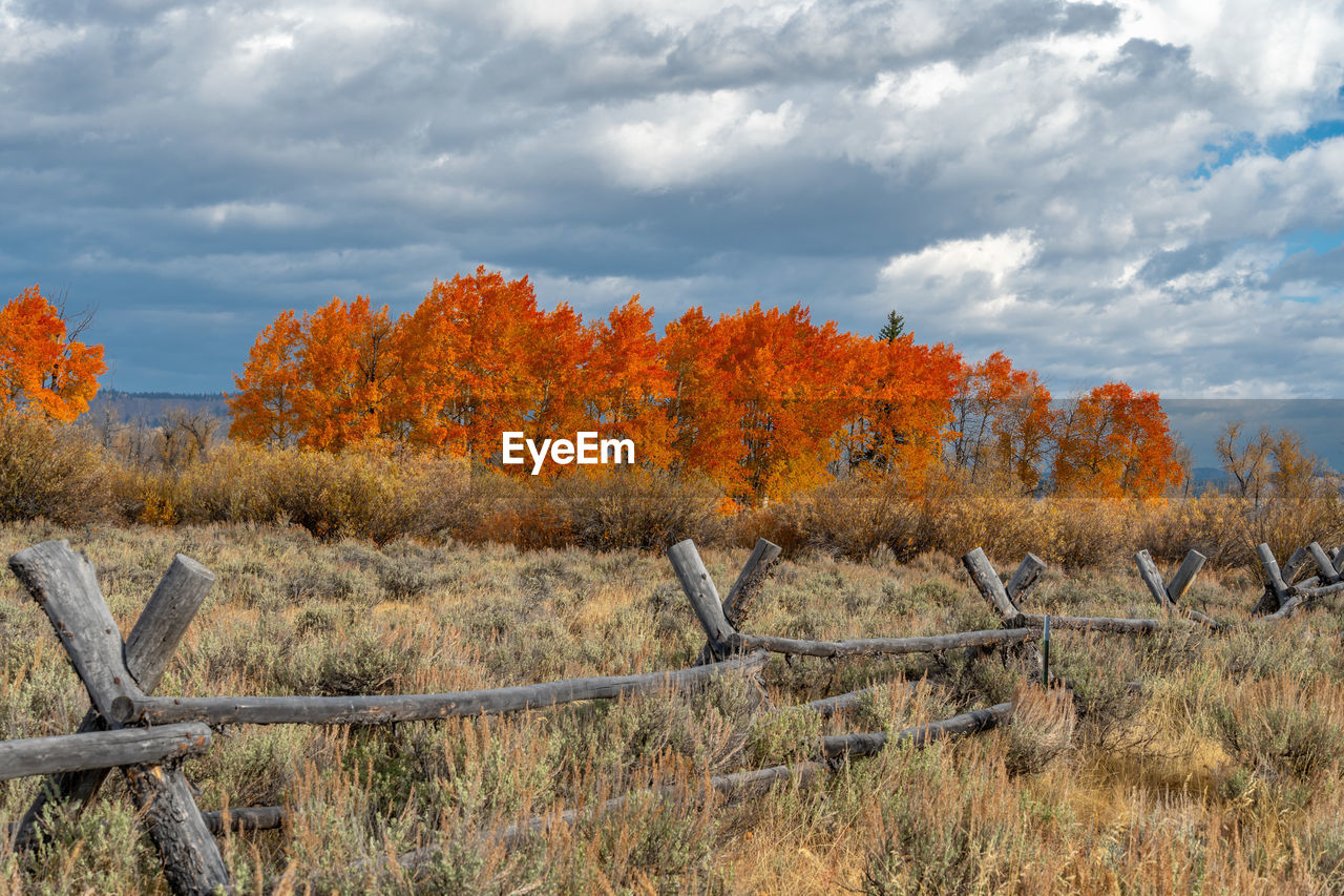 Autumn trees on field against sky