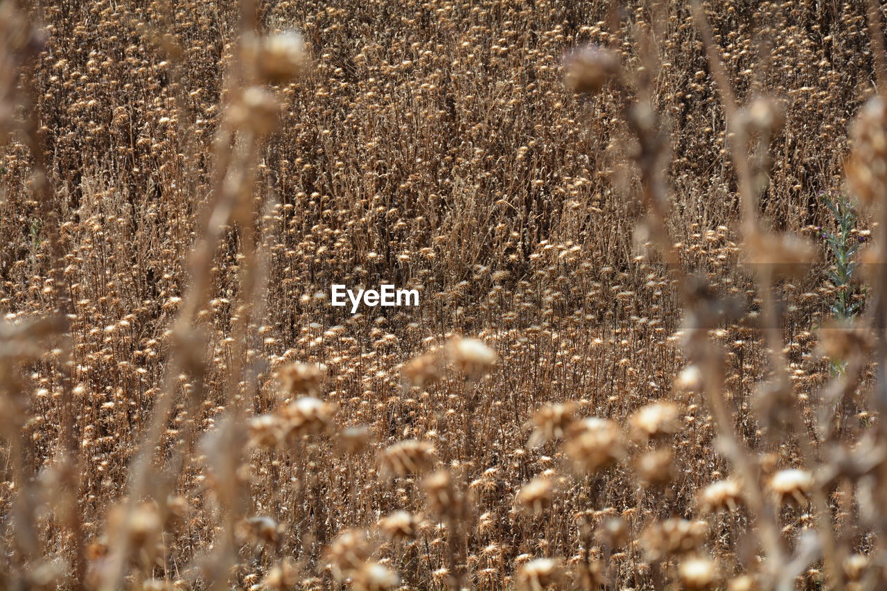 Close-up of dandelion on field