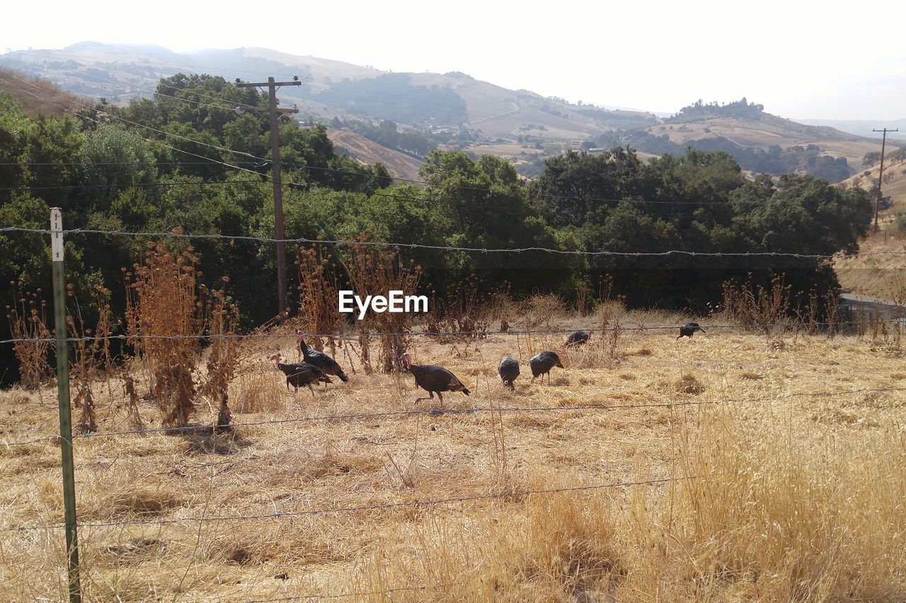 Flock of birds on field