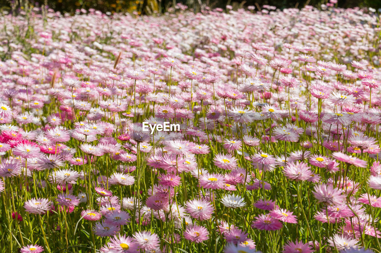 Close-up of pink flowering plants on field