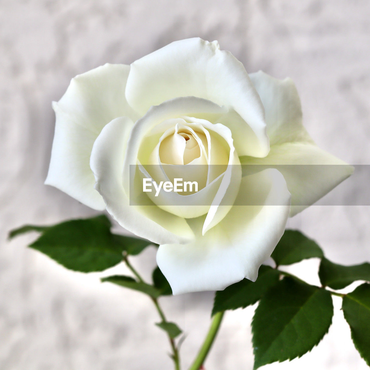 flower, flowering plant, plant, beauty in nature, rose, freshness, white, leaf, nature, plant part, petal, flower head, inflorescence, close-up, garden roses, fragility, gardenia, no people, yellow, bouquet, cut flowers, outdoors, springtime, macro photography, focus on foreground, blossom, emotion, positive emotion