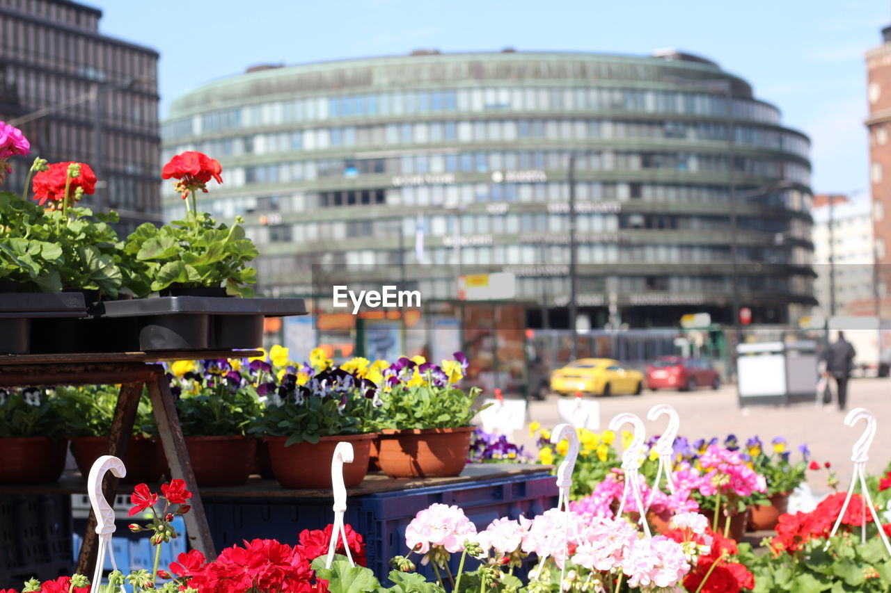 Potted flowers for sale