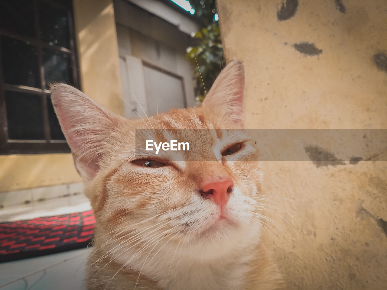 CLOSE-UP OF CAT LOOKING AT CAMERA