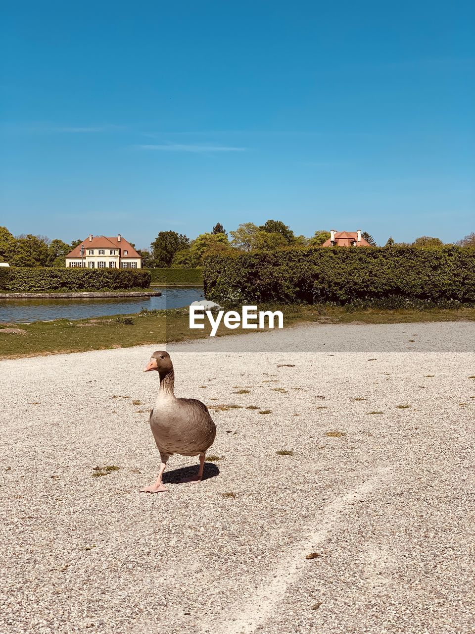 View of a bird on land