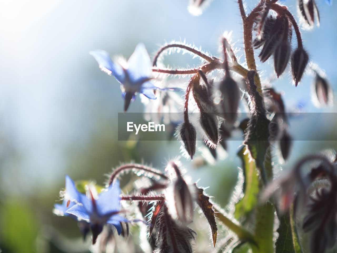 Close-up of purple flowering plant