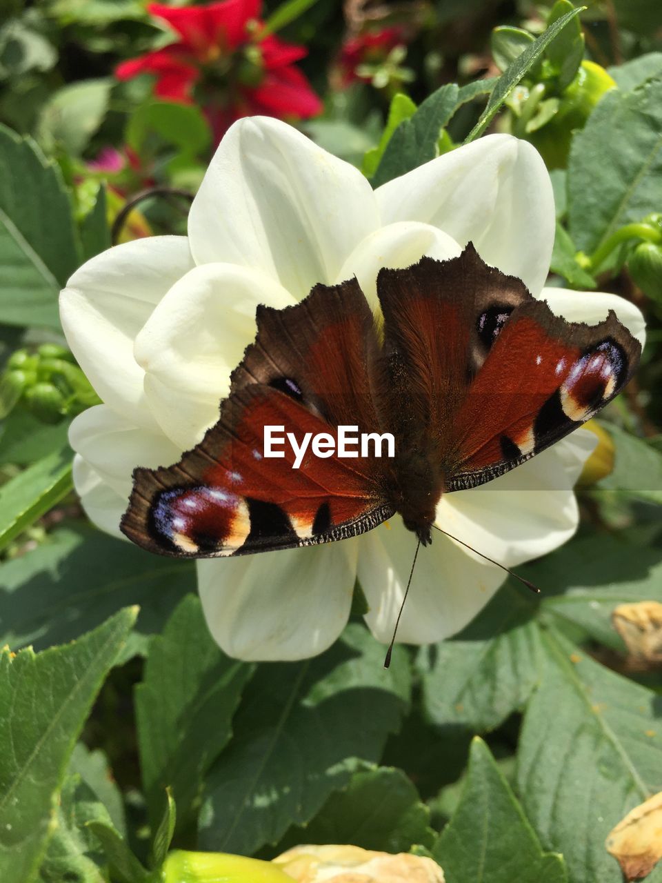 CLOSE-UP OF BUTTERFLY POLLINATING FLOWER
