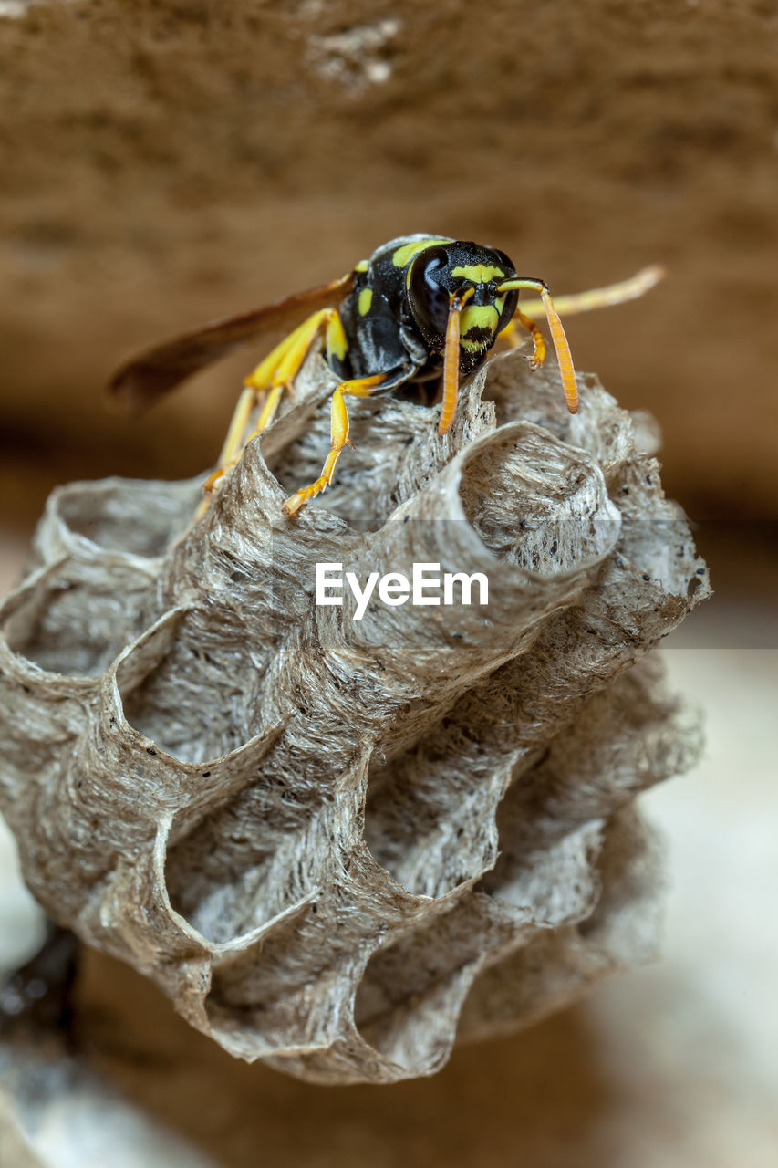 Female paper wasp building her nest