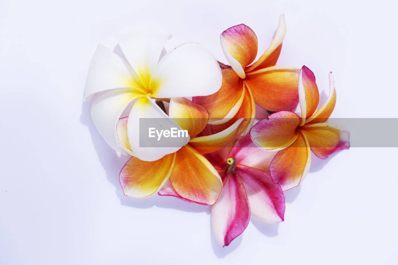 HIGH ANGLE VIEW OF PINK AND WHITE FLOWERS AGAINST GRAY BACKGROUND