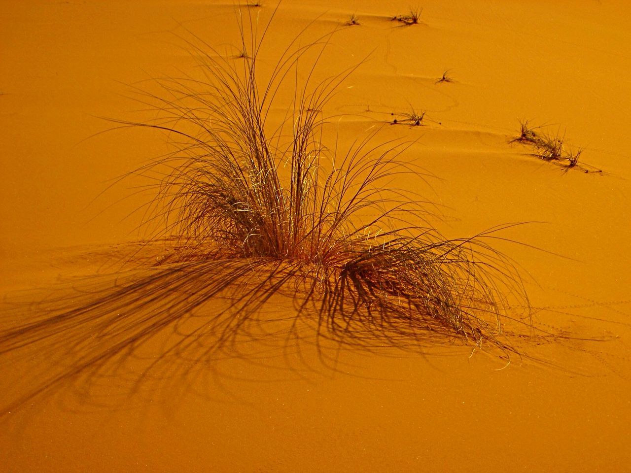 Grass growing on desert