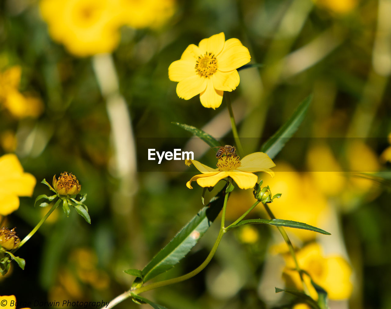 CLOSE-UP OF YELLOW FLOWER