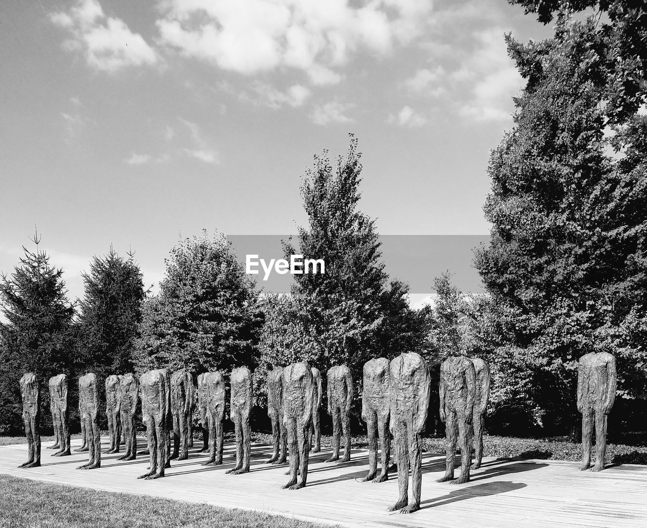 TREES GROWING IN ROW