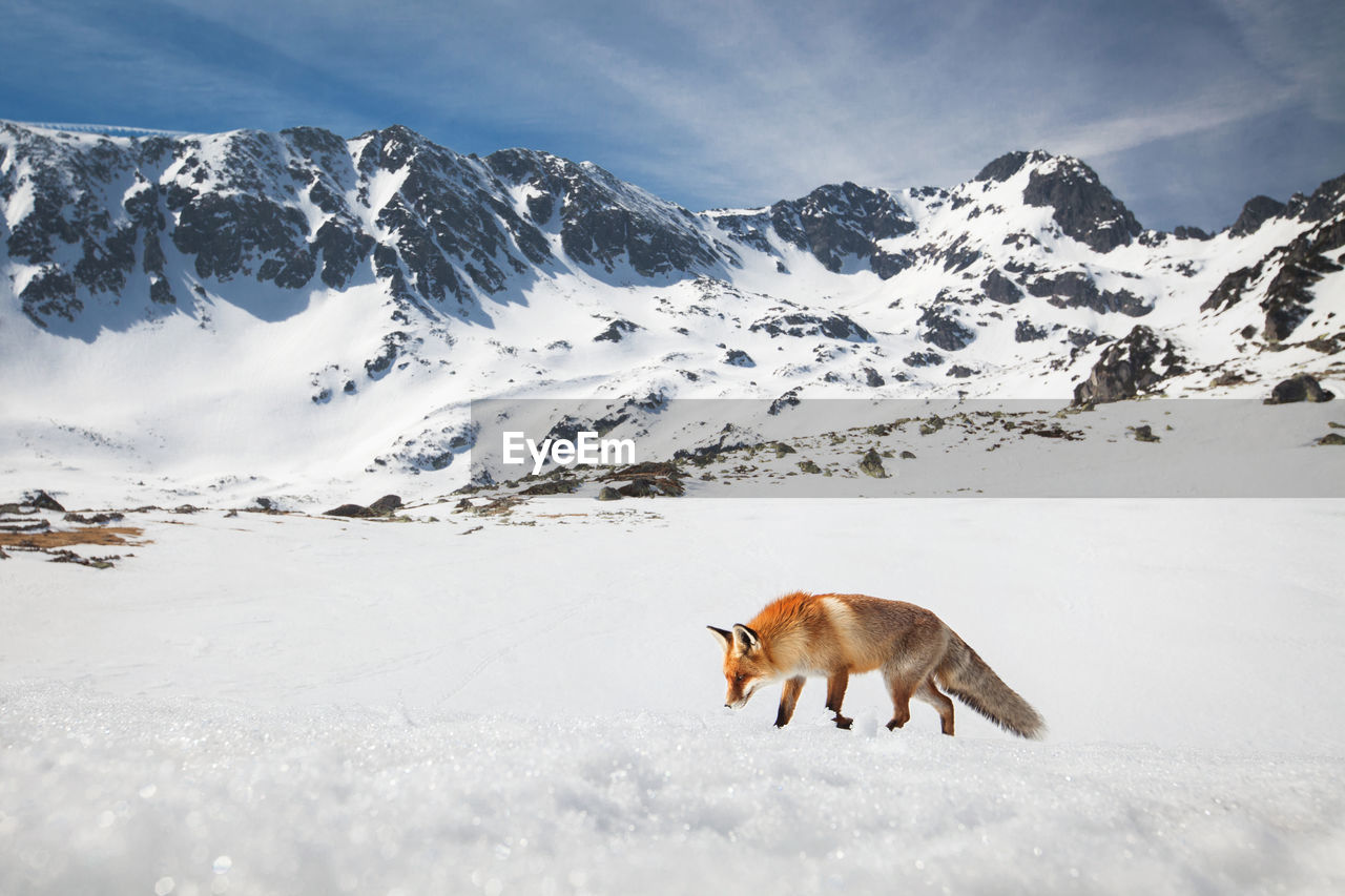 Fox walking on snowcapped mountain against sky