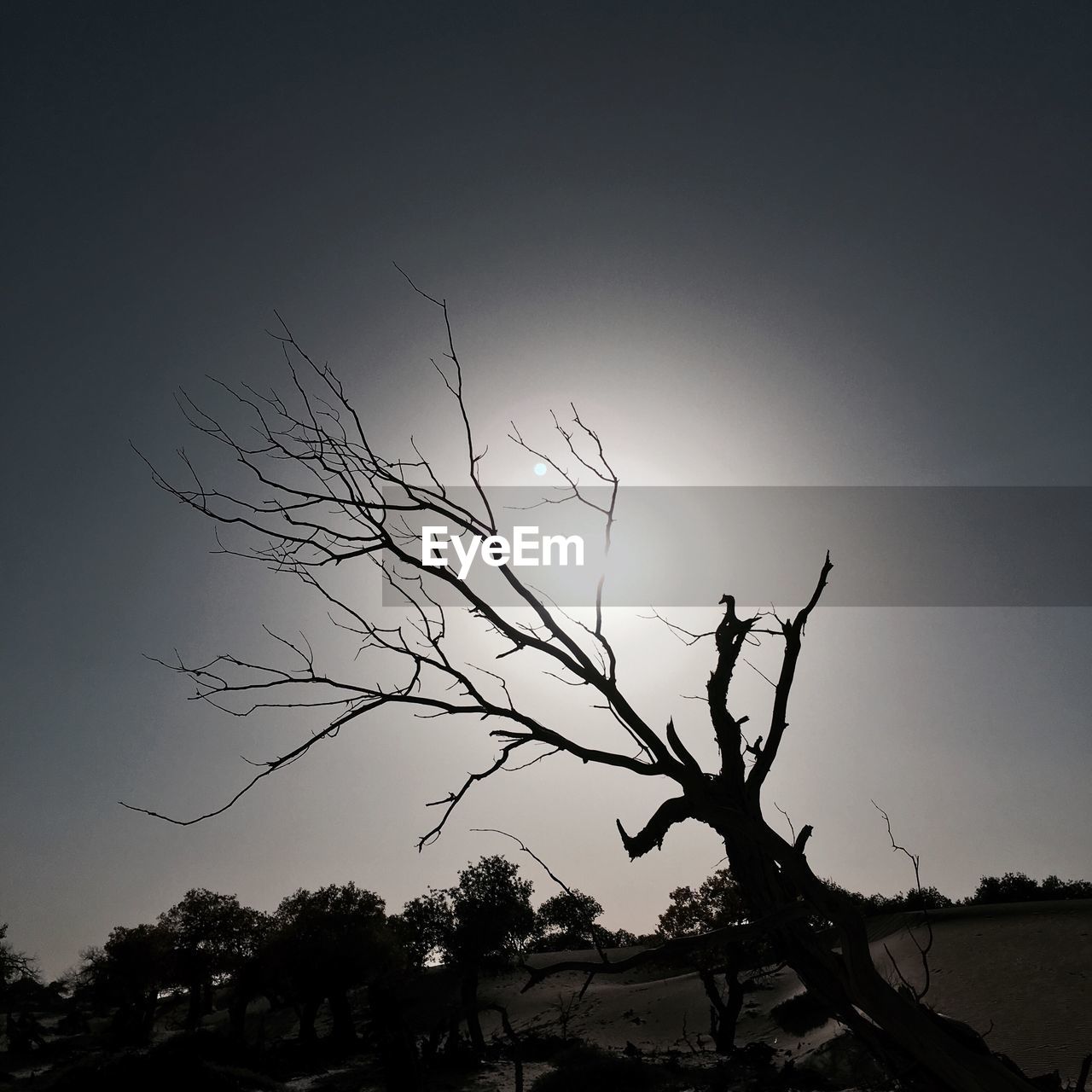 SILHOUETTE BARE TREE AGAINST SKY