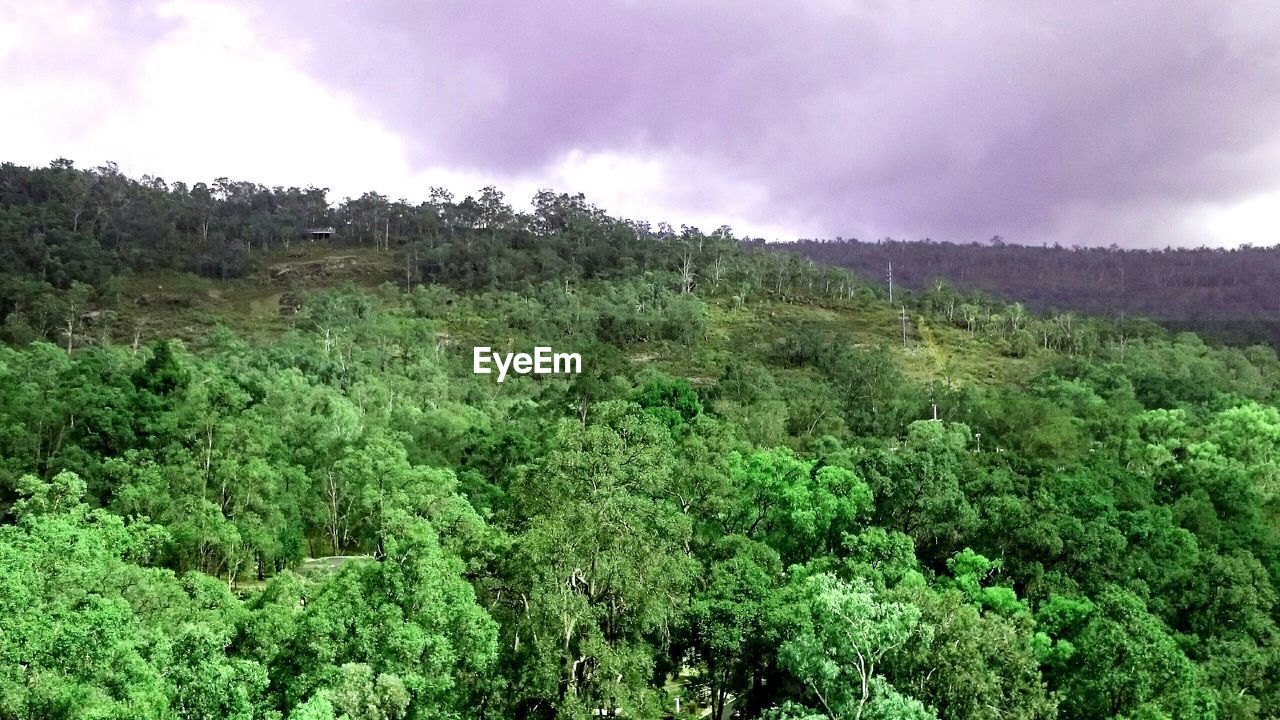 PANORAMIC VIEW OF TREES AND PLANTS AGAINST SKY