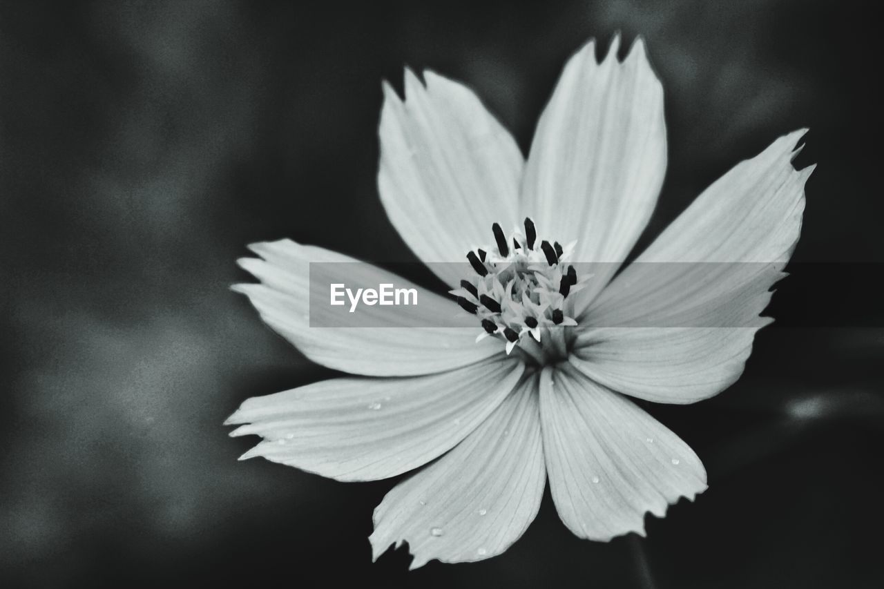 CLOSE-UP OF FLOWER BLOOMING