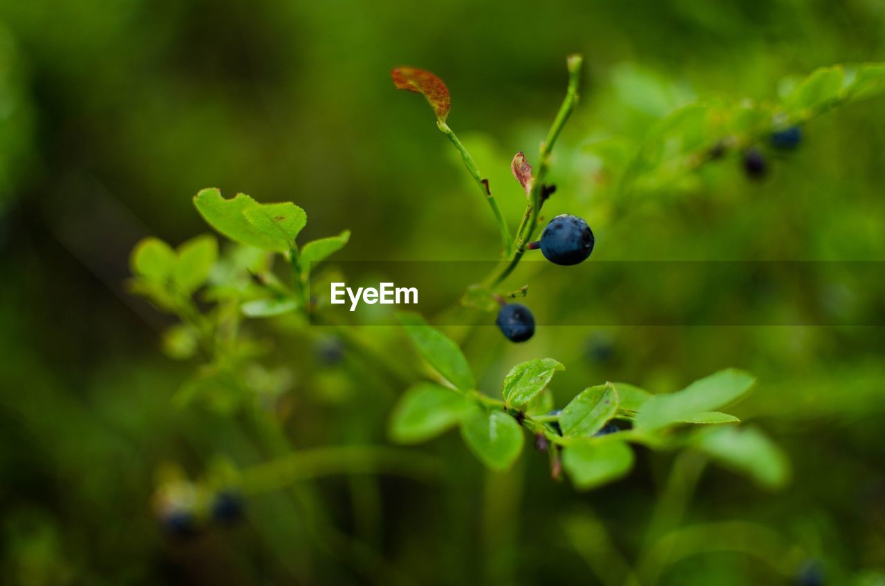 Close-up of berries growing on plant