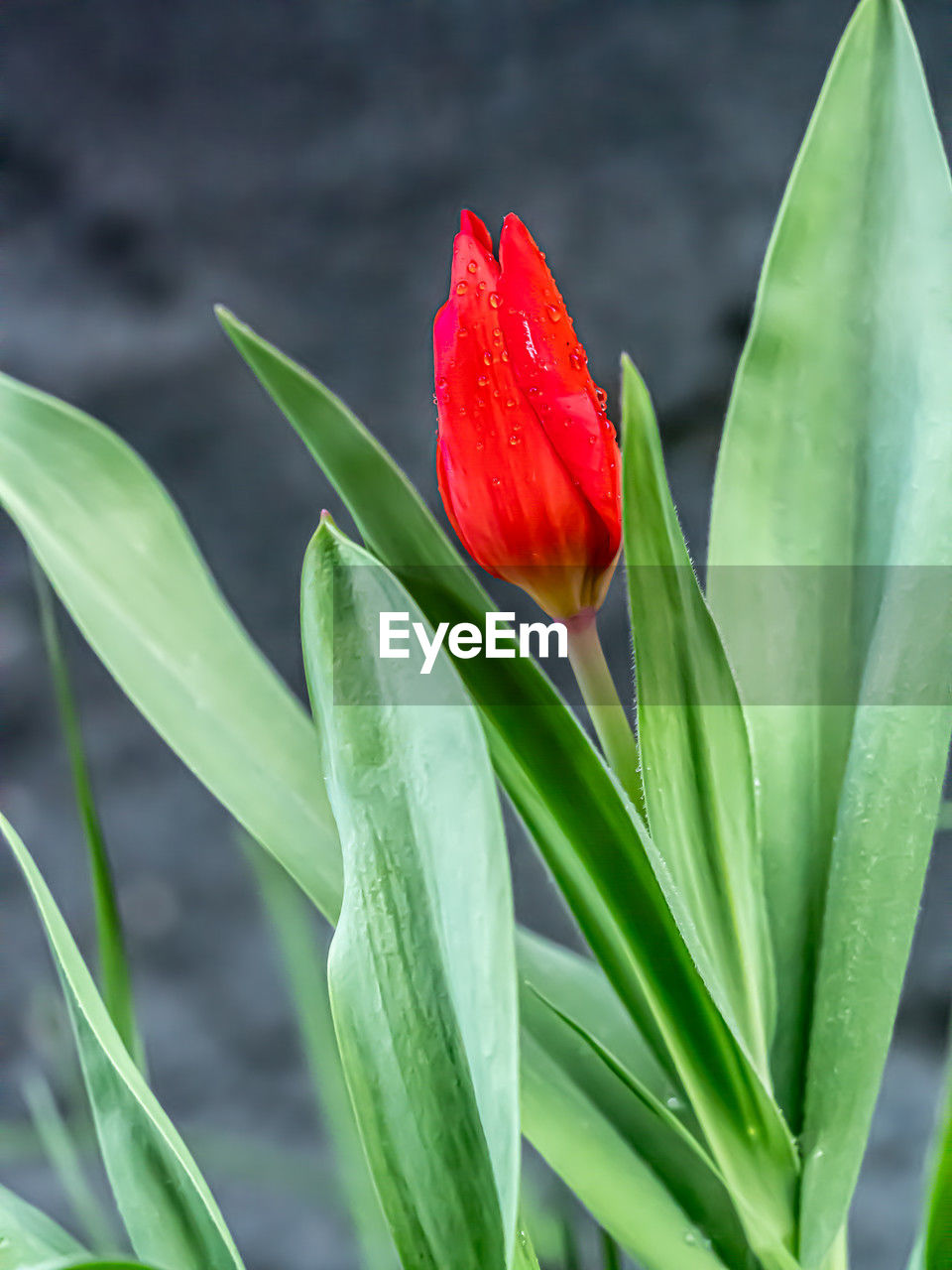 plant, flower, flowering plant, leaf, plant part, beauty in nature, green, nature, red, freshness, close-up, growth, petal, no people, plant stem, fragility, inflorescence, flower head, outdoors, tulip, vibrant color, botany, environment, blossom, focus on foreground, springtime