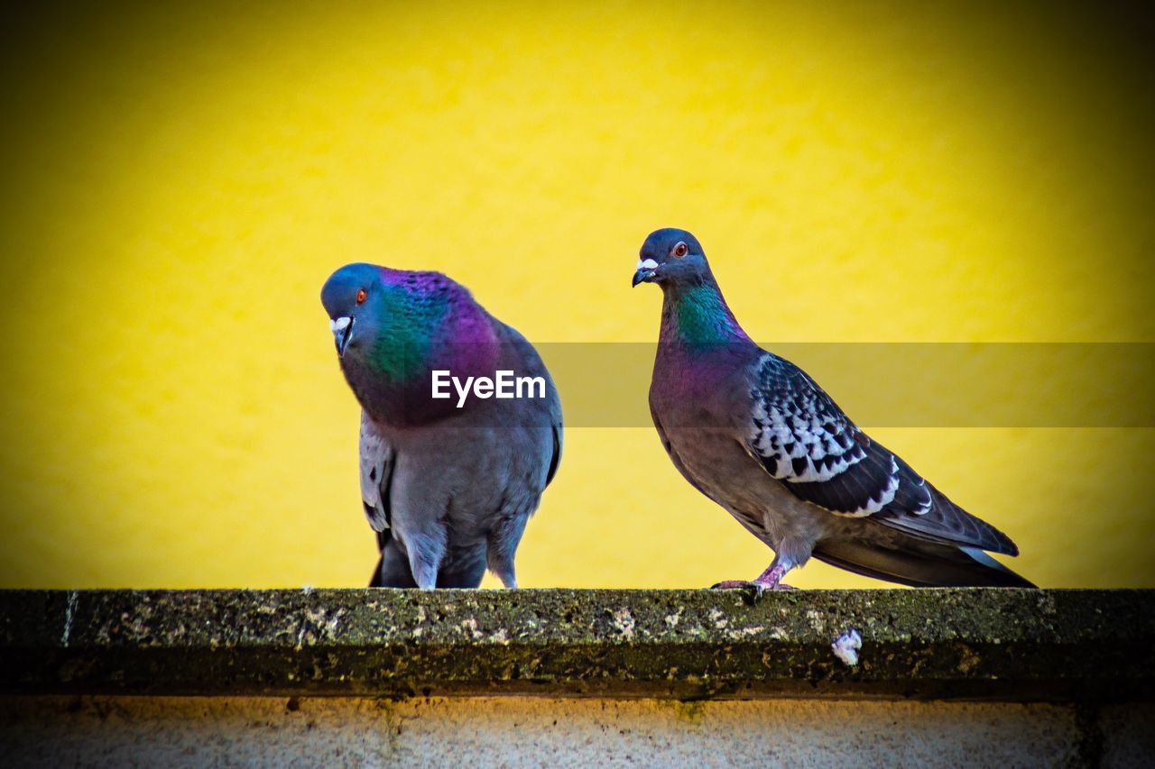 PIGEONS PERCHING ON WALL