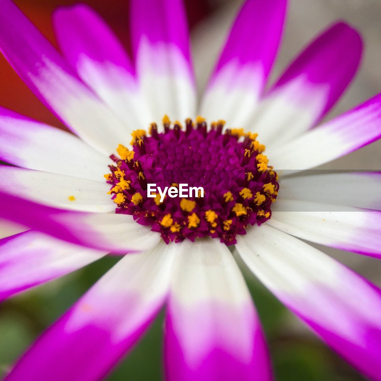 CLOSE-UP OF PURPLE FLOWERS