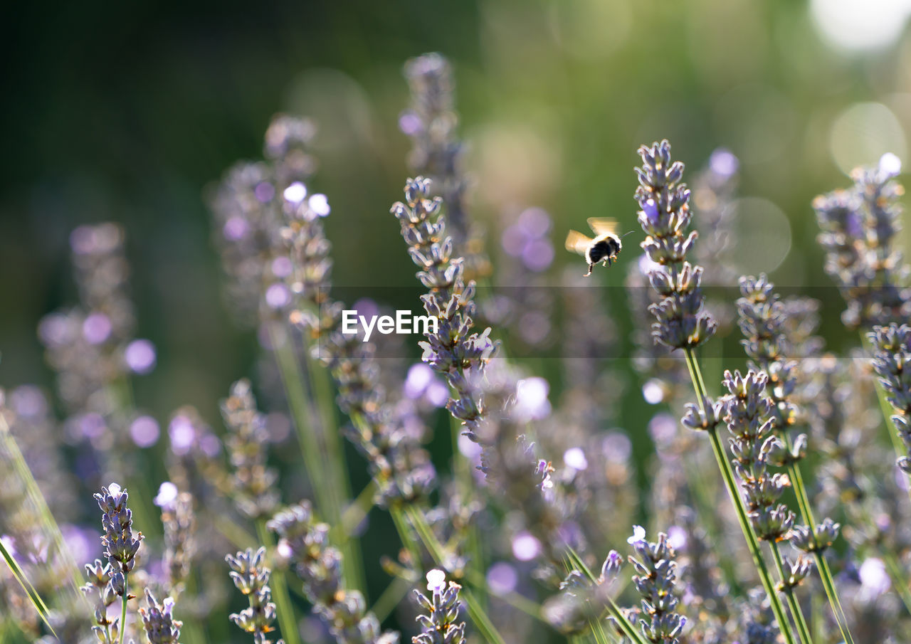 CLOSE-UP OF BEE ON FLOWER OUTDOORS