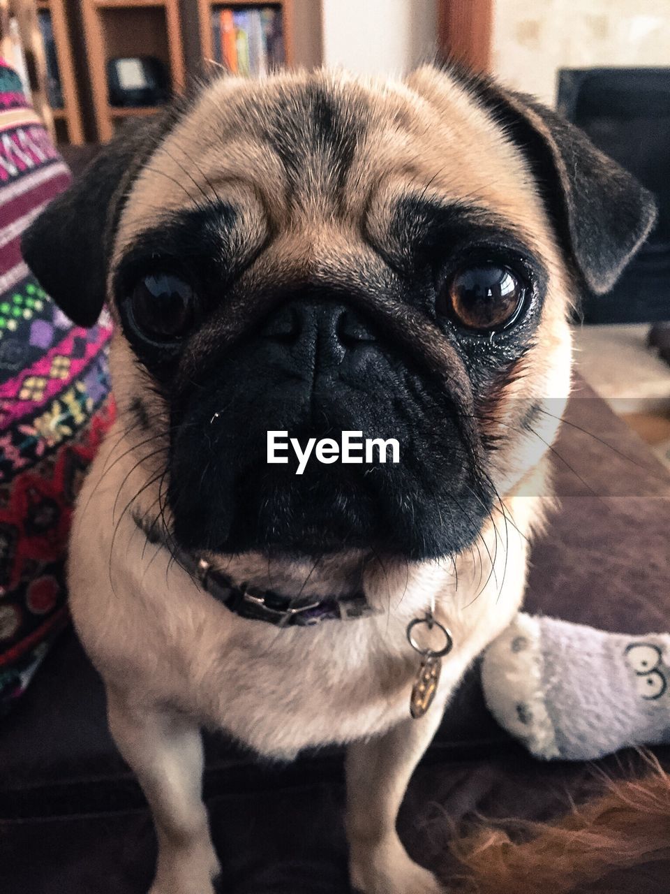 Close-up portrait of pug at home