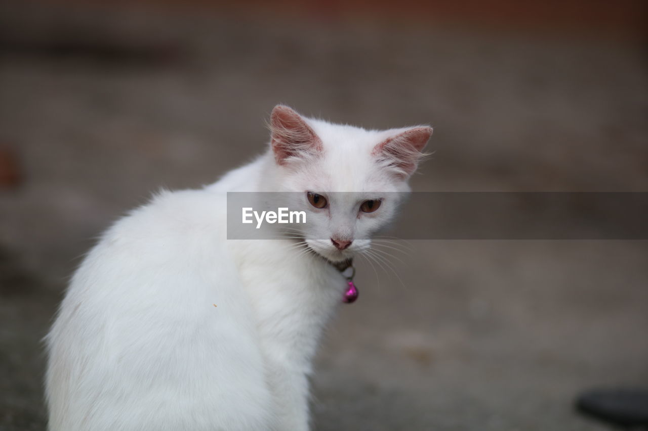 Close-up of white cat