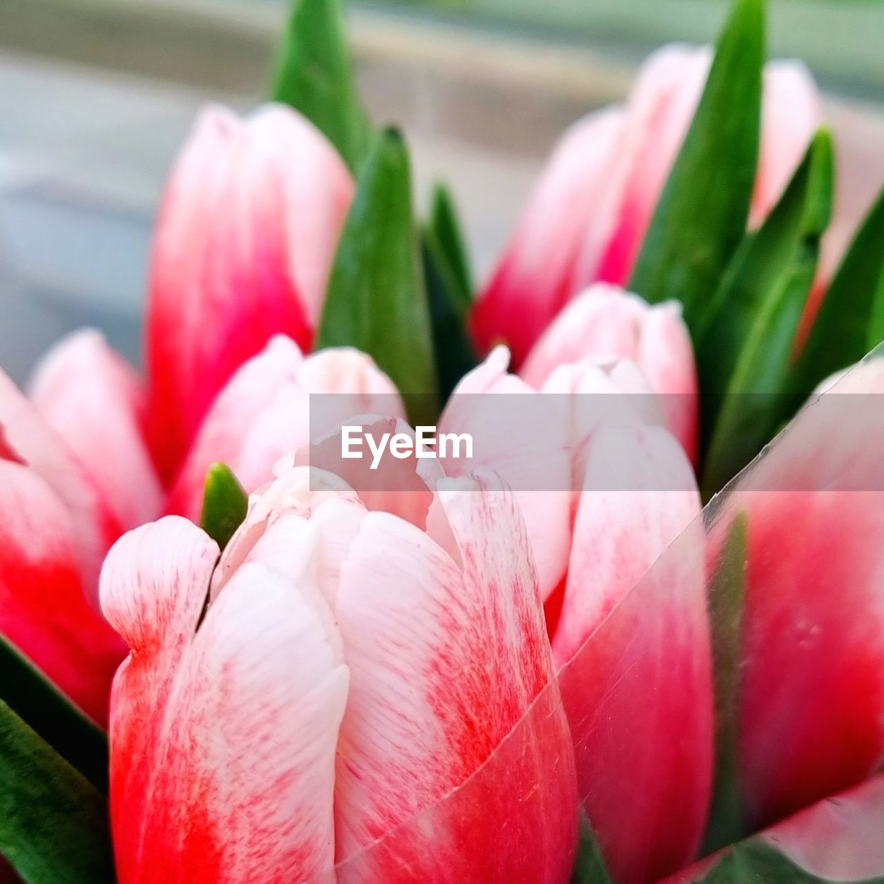 flower, plant, freshness, flowering plant, beauty in nature, pink, tulip, close-up, nature, petal, fragility, red, no people, leaf, flower head, plant part, inflorescence, growth, focus on foreground, outdoors, vibrant color, day, springtime, green