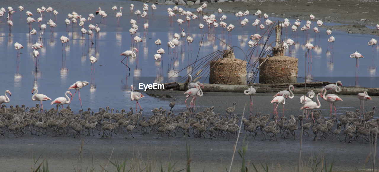 BIRDS FLYING OVER LAKE